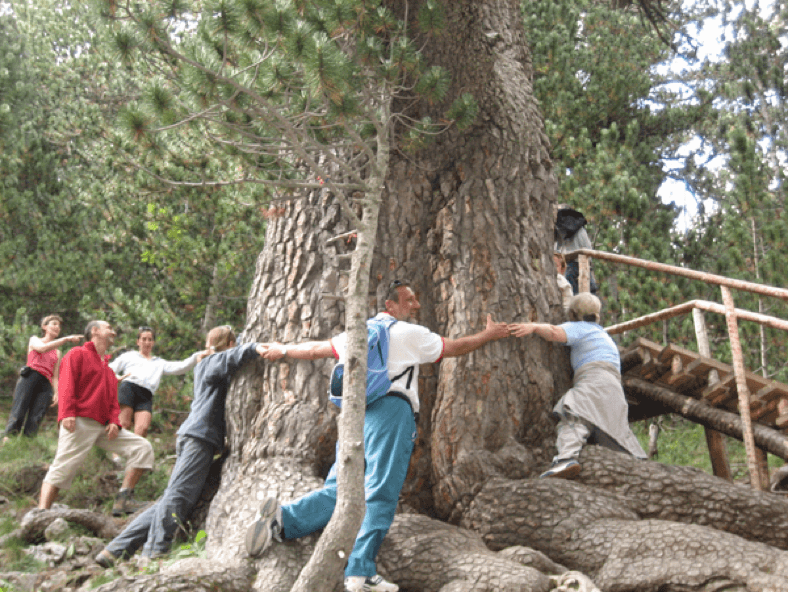 Baikusheva pine in Bansko | Lucky Bansko