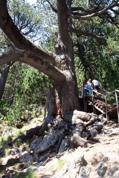 Снимка на Байкушевата мура | Lucky Bansko SPA & Relax