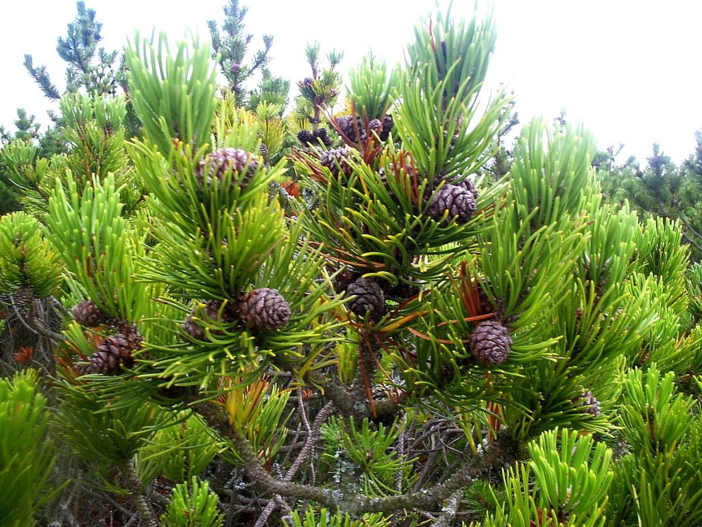 Plant Klek in Pirin | Lucky Bansko